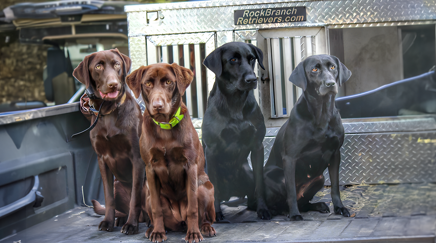 Labradors for sale tn proven show lines hunting lines