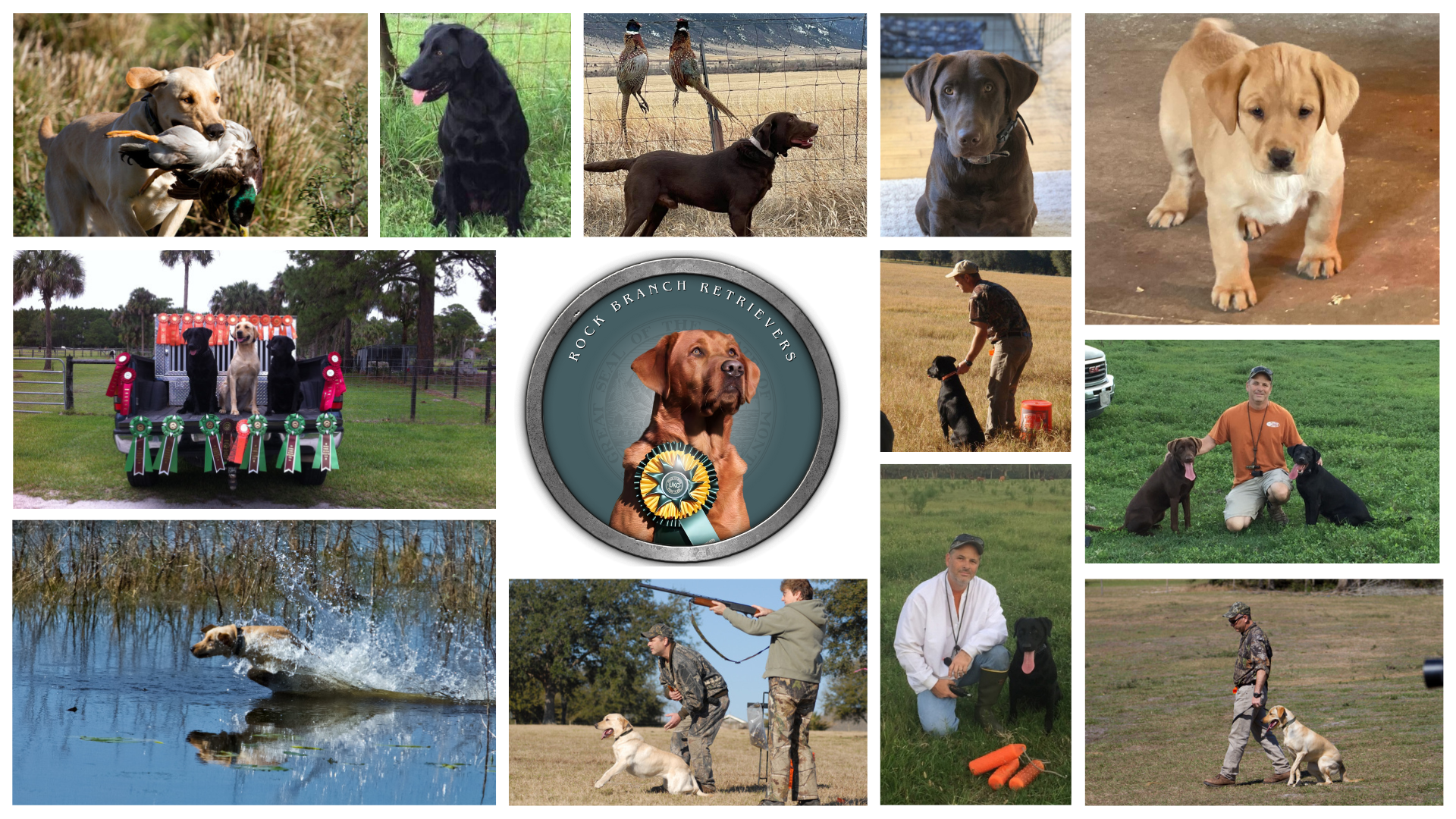 Working Lab puppies for sale near me gundogs retrievers