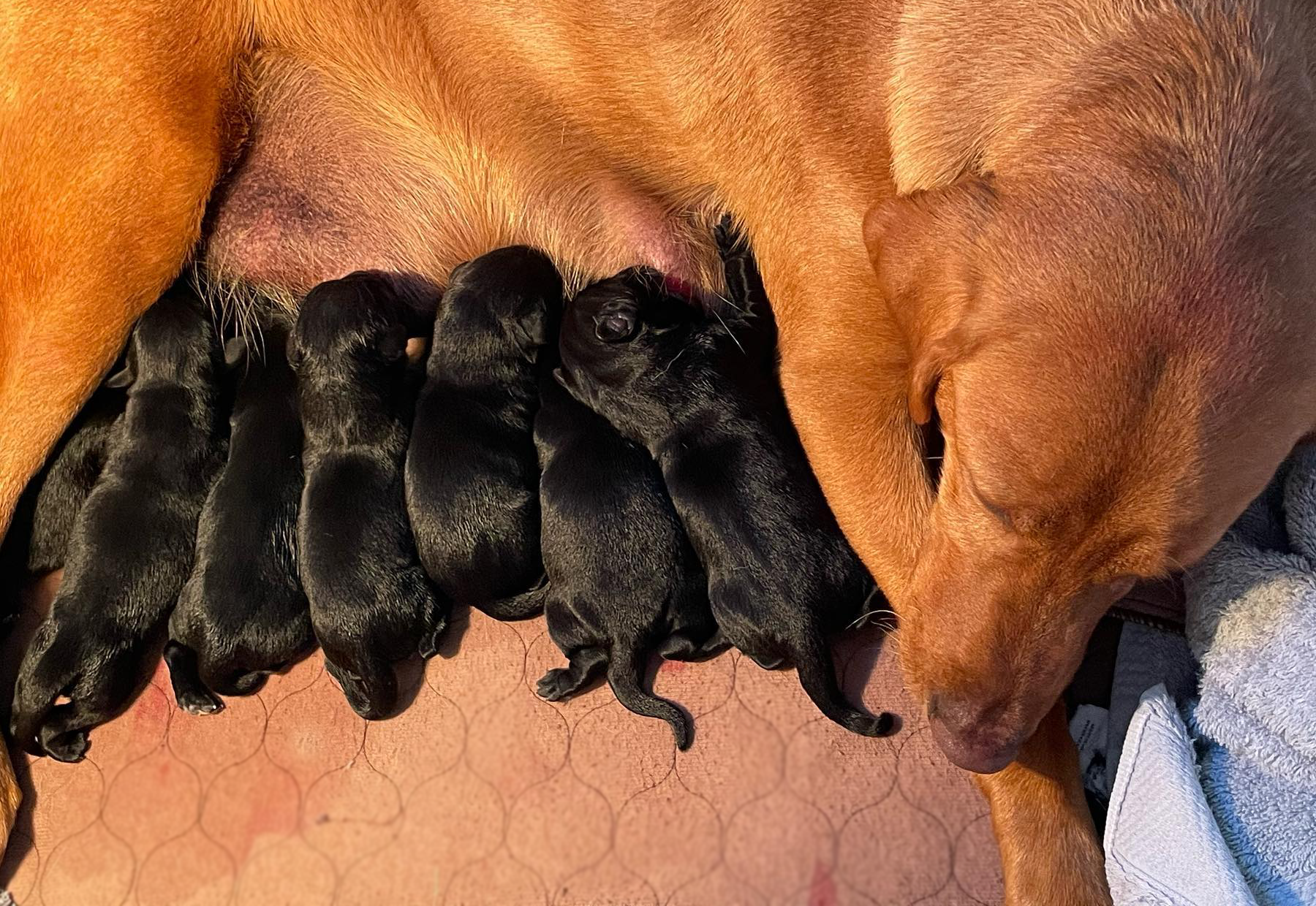 black labrador retriever puppies for sale near me montana