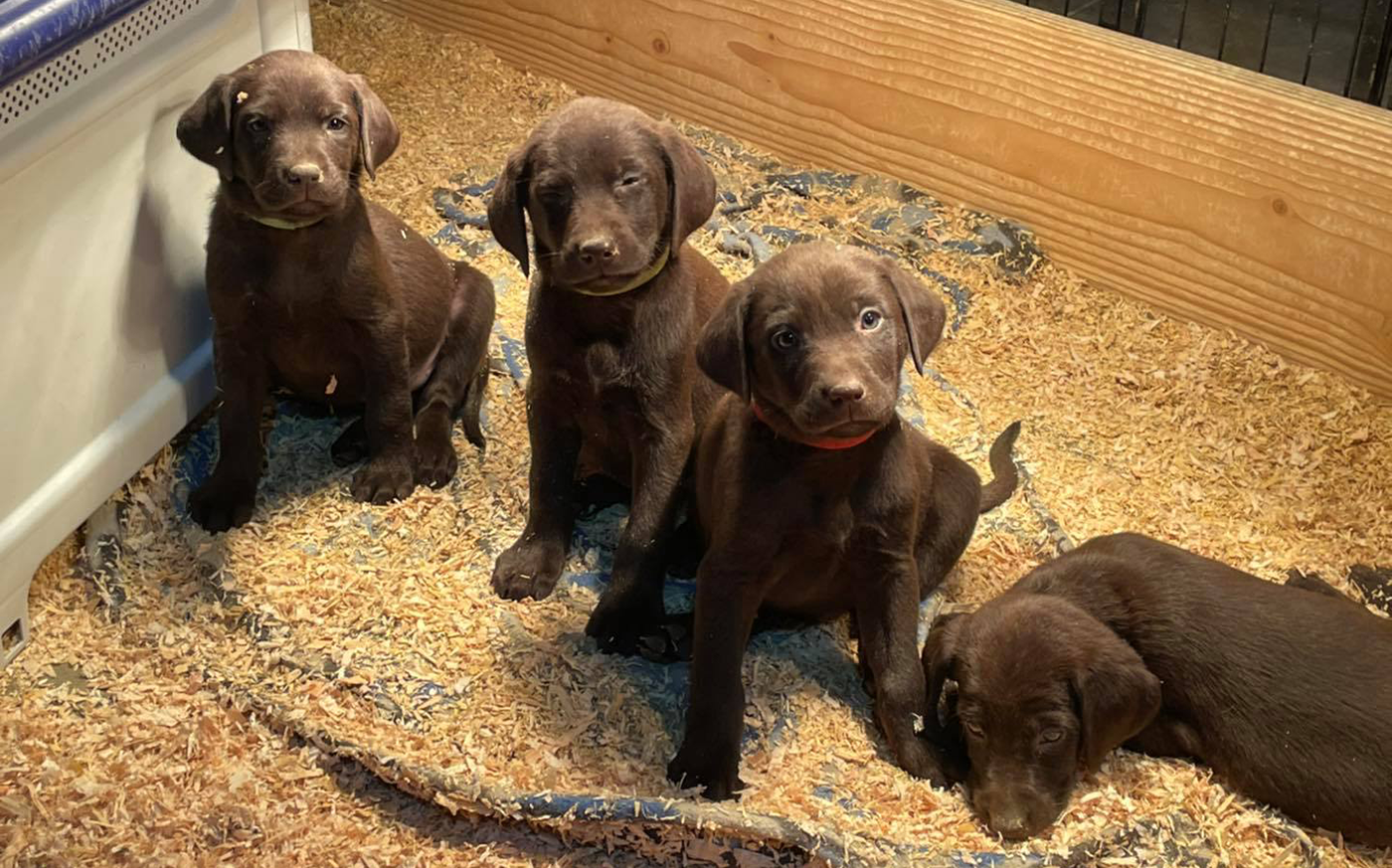 chocolate labs for sale montana akc